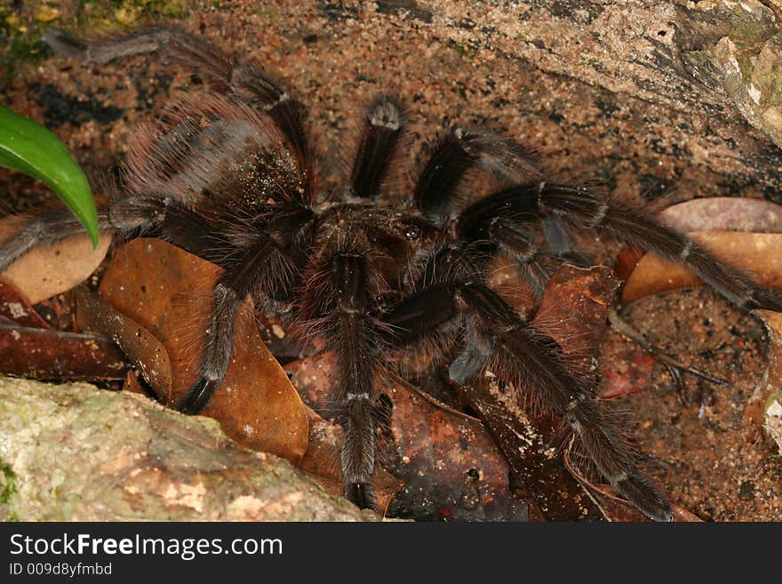 Mygalomorphae spider