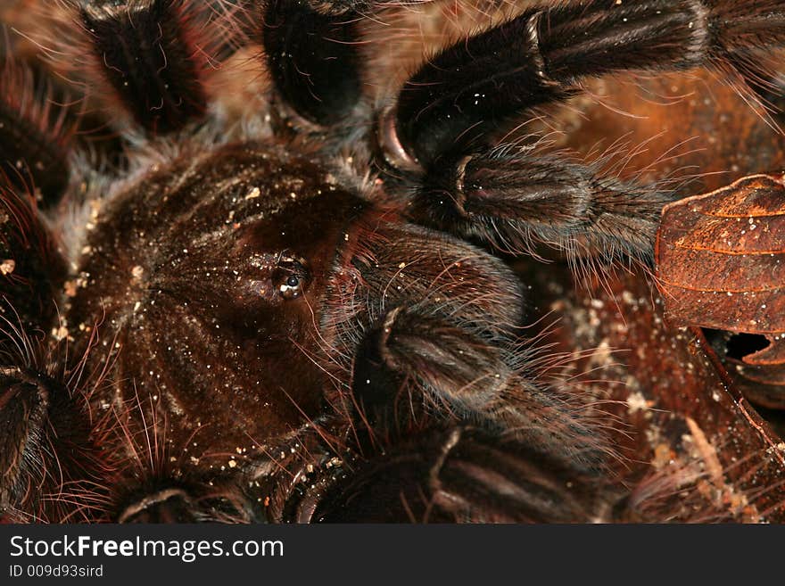 Mygalomorphae spider from sothern Venezuela. Mygalomorphae spider from sothern Venezuela