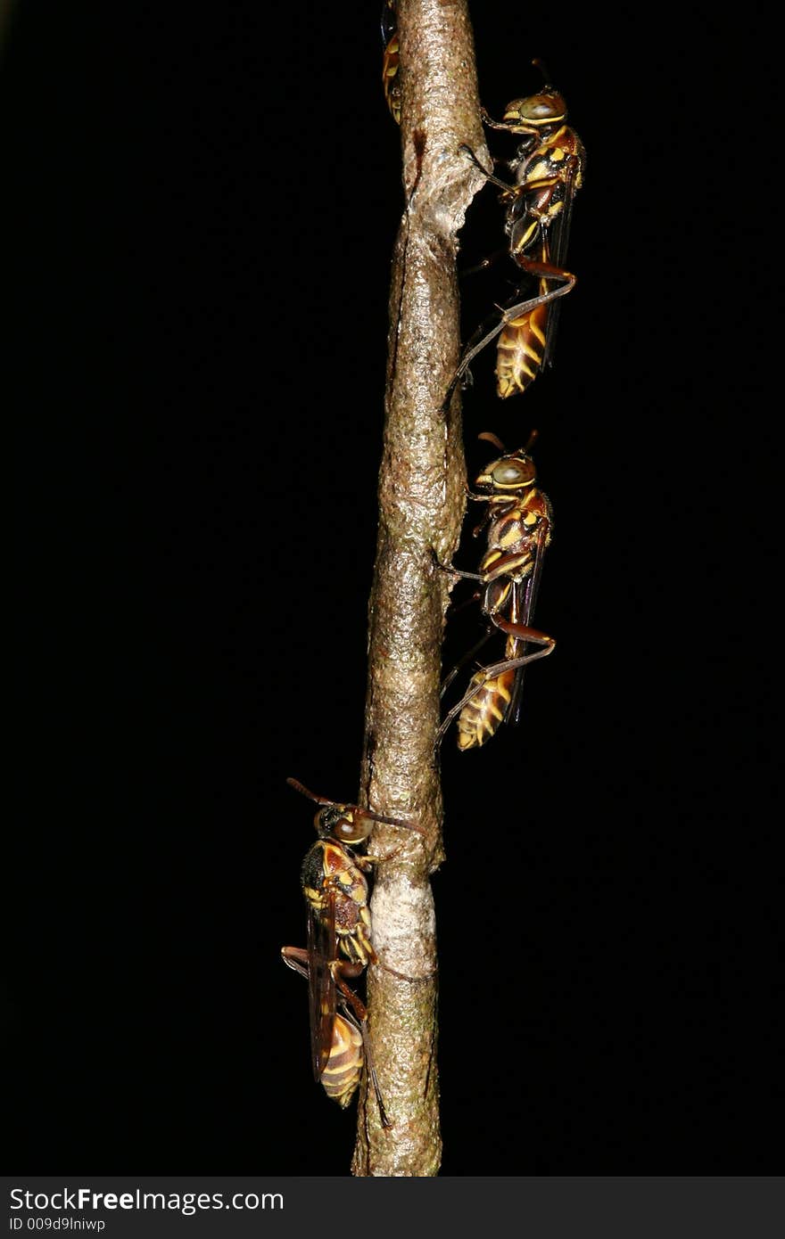 Wasps guarding their nest (Venezuela). Wasps guarding their nest (Venezuela)