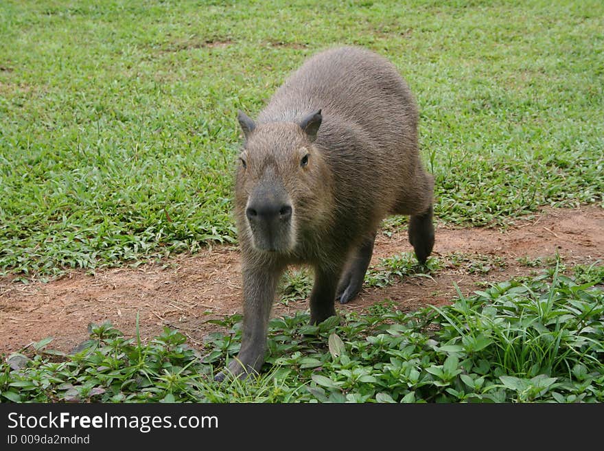 Capybara on a path 2