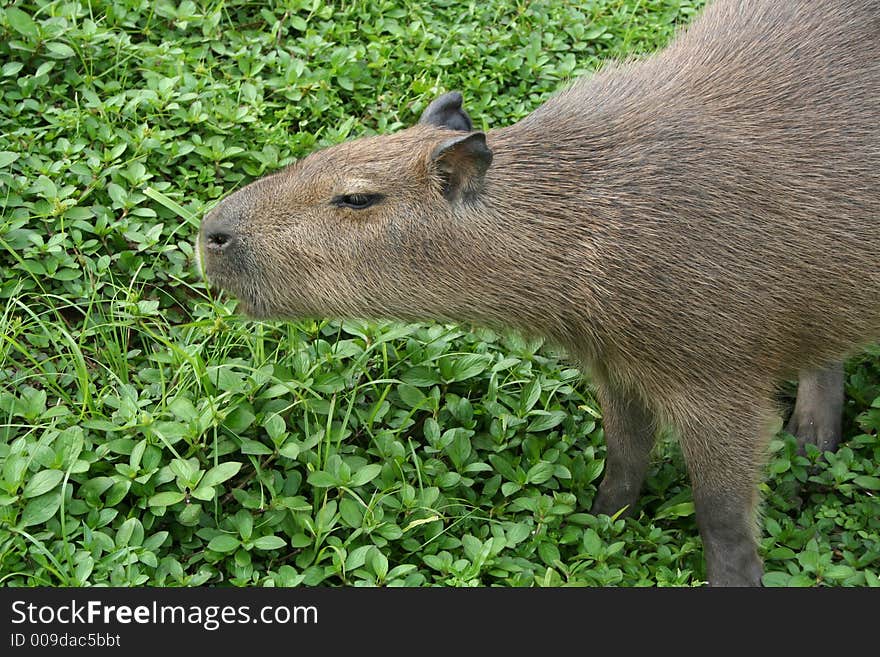 Capybara sniffing