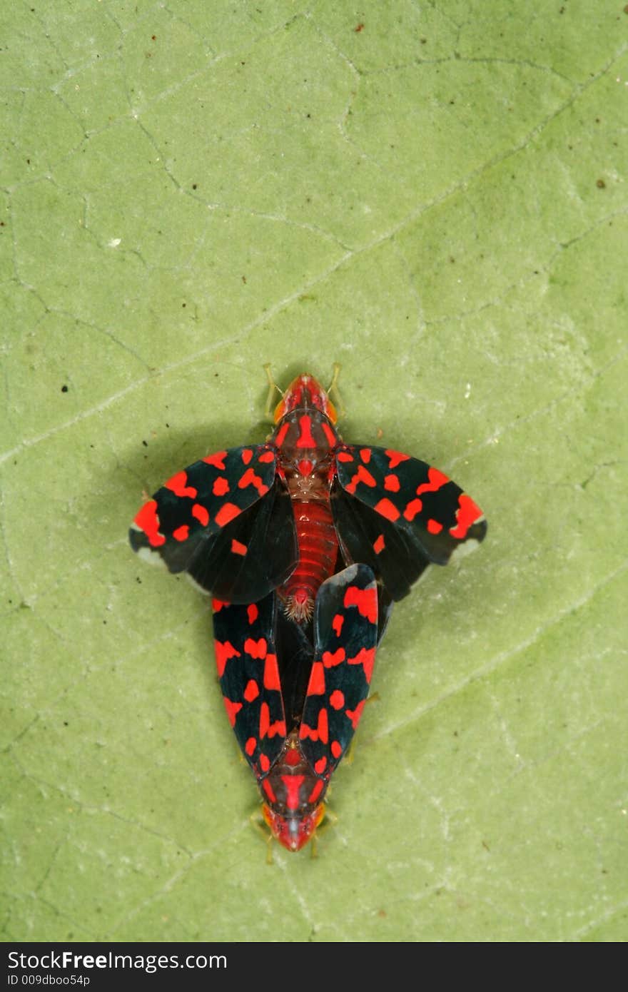 Two butterflies copulating on a leaf (Venezuela, Rio Caura)