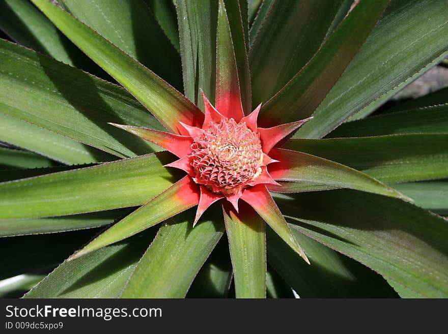 Closeup of small pineapple growing (Venezuela, Orinoco basin). Closeup of small pineapple growing (Venezuela, Orinoco basin)