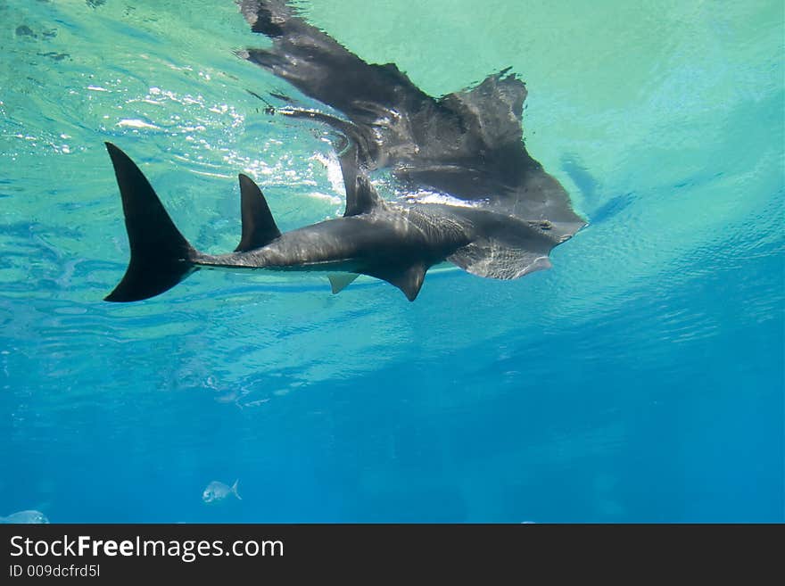 White-Spotted Shovelnose Ray (Rhynchobatus djiddensis) feeding on the surface. White-Spotted Shovelnose Ray (Rhynchobatus djiddensis) feeding on the surface.