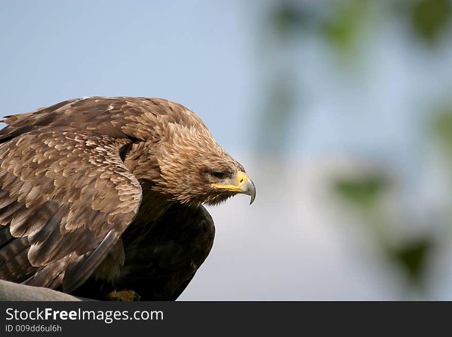 Close-up of an aggressive eagle. Close-up of an aggressive eagle.