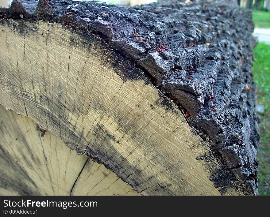 Old strong log on the grass