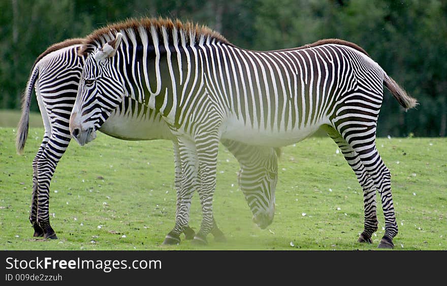 A couple of zebras