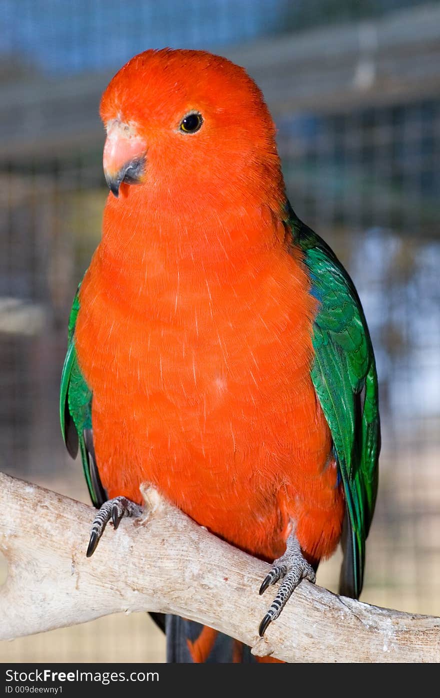 An orange parrot perches on a branch. An orange parrot perches on a branch.