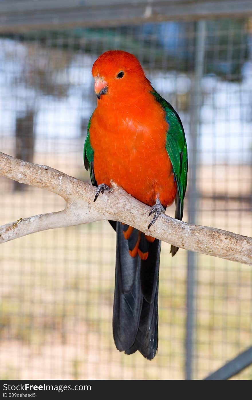 An orange parrot perches on a branch.