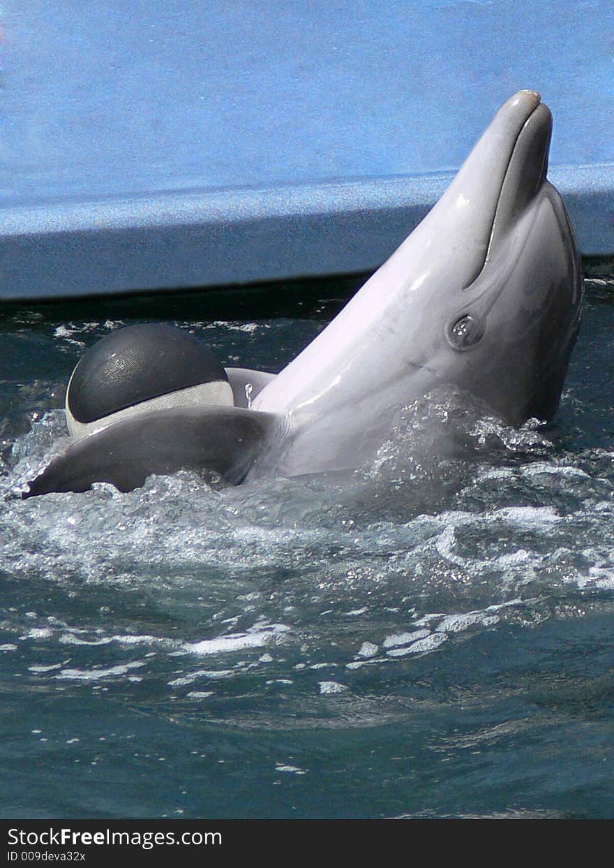 Dolphin with ball