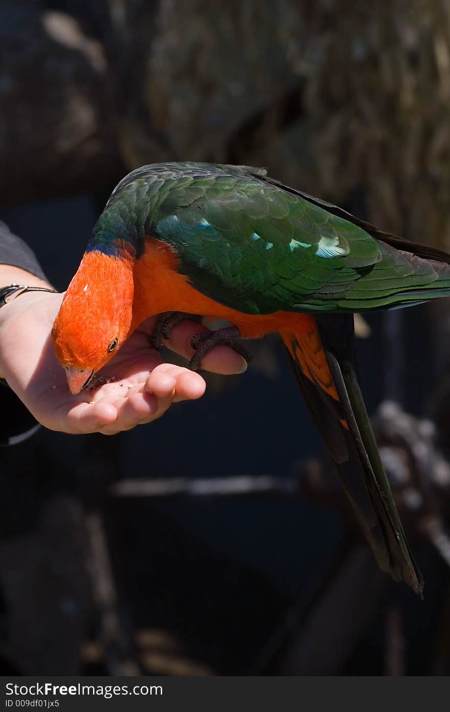 Hand feeding a  ornage and green parrot. Hand feeding a  ornage and green parrot.