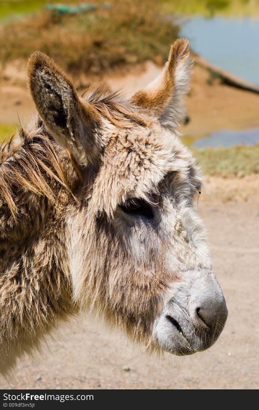 A headshot of a donkey. A headshot of a donkey.