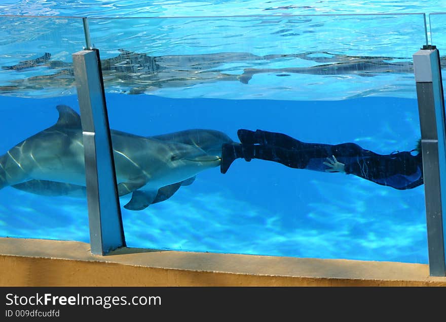 Two dolphins pushing a diver along  in the water. Two dolphins pushing a diver along  in the water