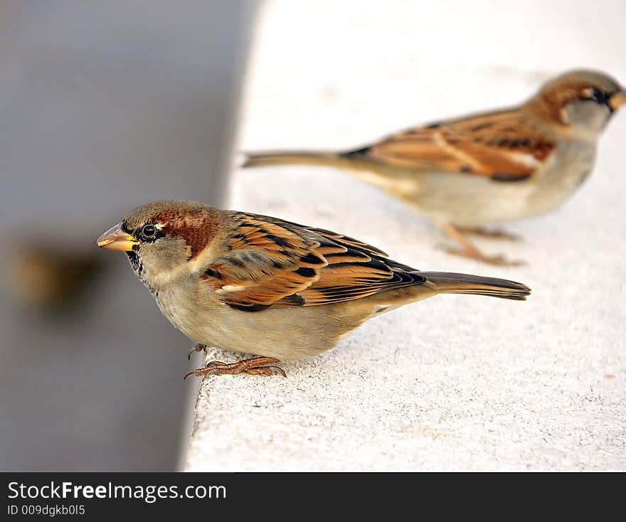 Portrait of a Nice Sparrow. Portrait of a Nice Sparrow