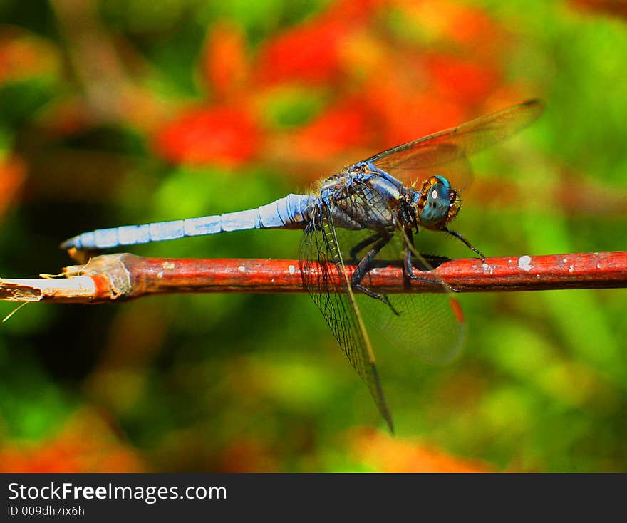 A blue dragonfly taken this summer in Bamboo forest of Anduze.