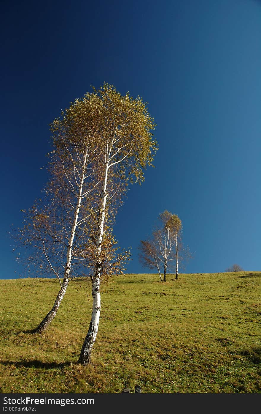 Birch trees