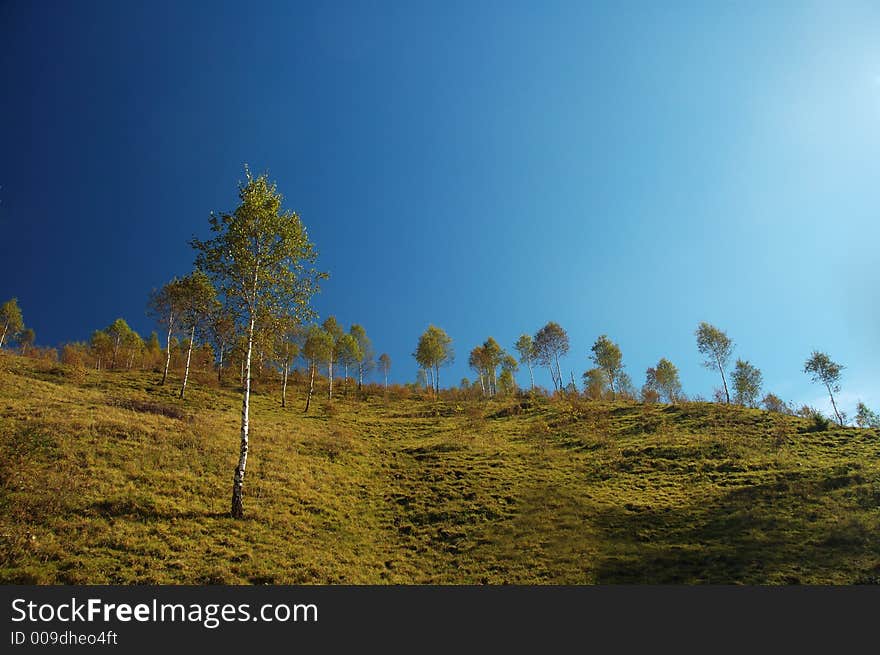 Birch Trees