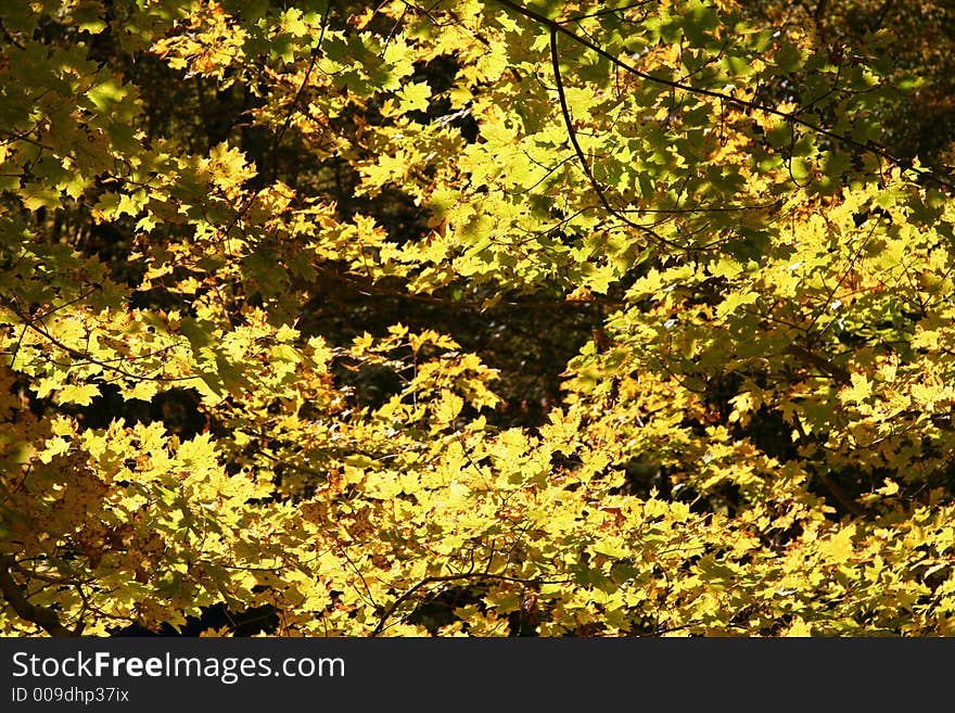 Yellow Forest Leaves