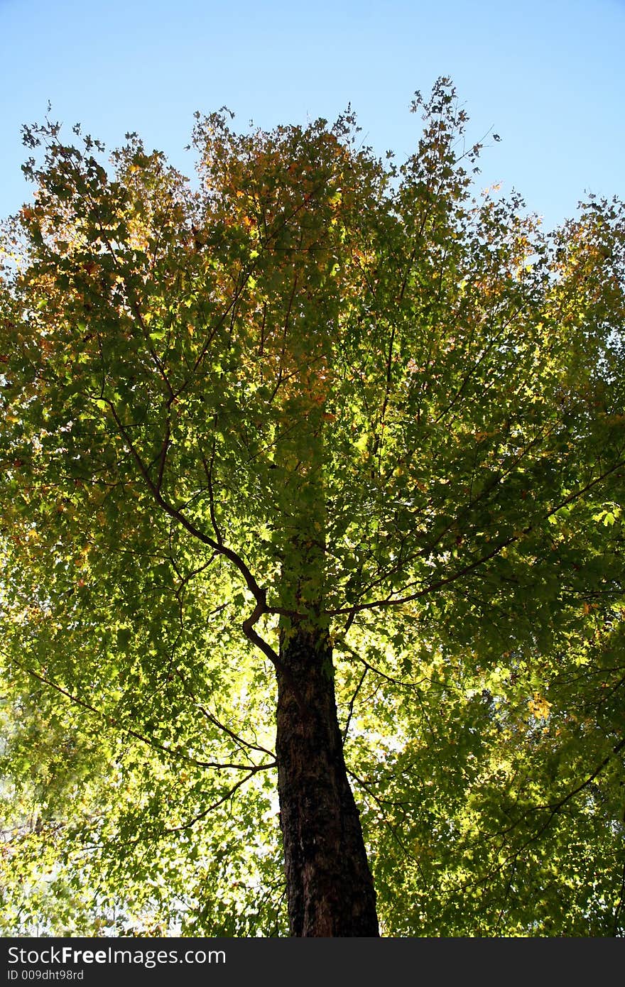 Green Forest Tree in Autumn