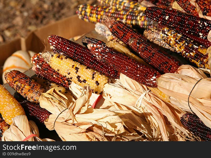 Holiday Corn Crop at the Market