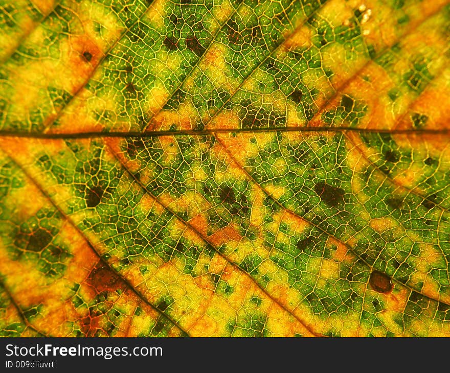 Autumn leaf structure background texture