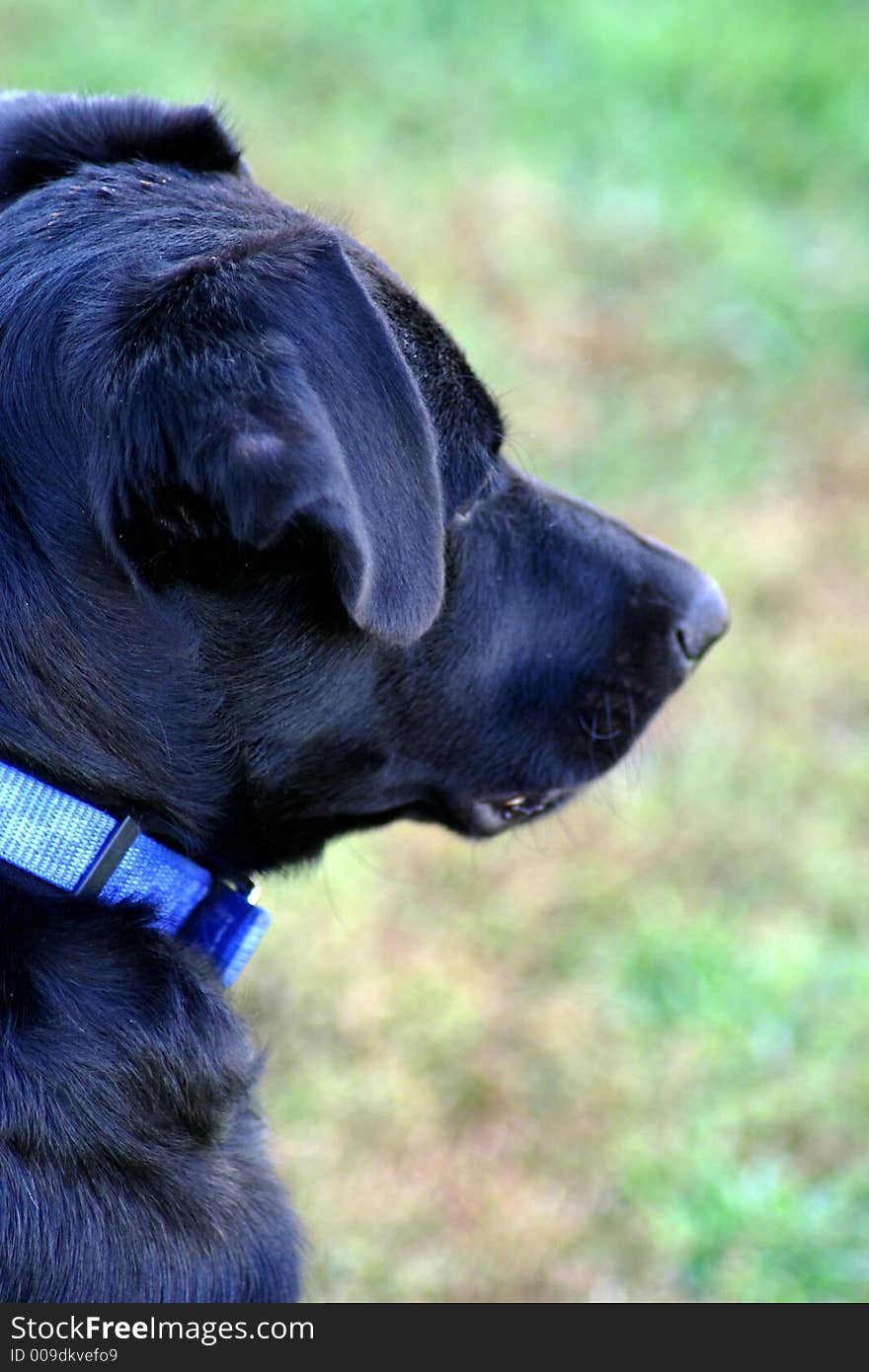 Black Lab puppy posing for the camera. Black Lab puppy posing for the camera