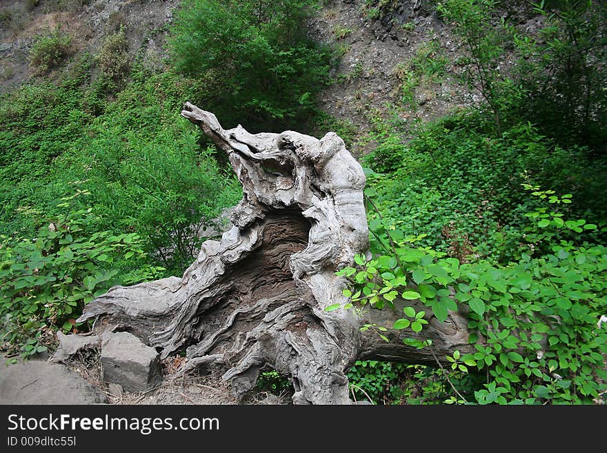 A gnarled, weathered tree root with an imaginative shape. A gnarled, weathered tree root with an imaginative shape