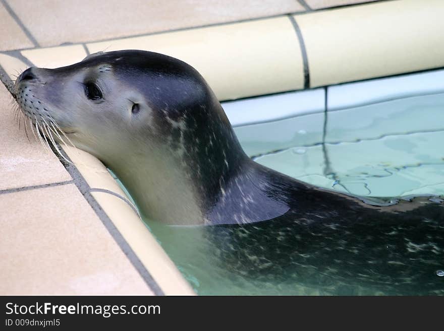 A small seal alone in a little pool. A small seal alone in a little pool