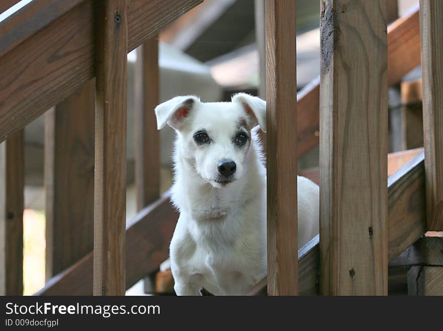 Waiting patiently for his master to come home.