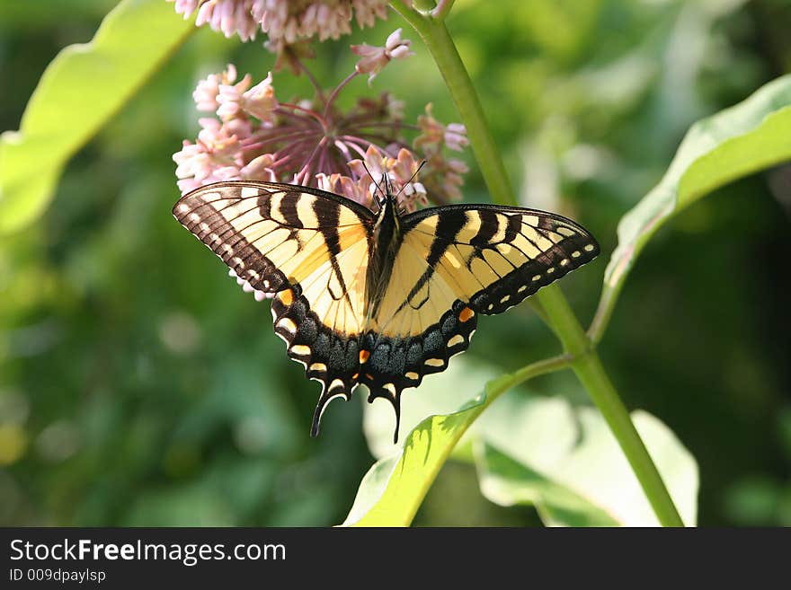 Swallowtail 2