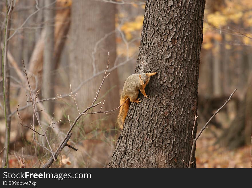 The Forest Sentry