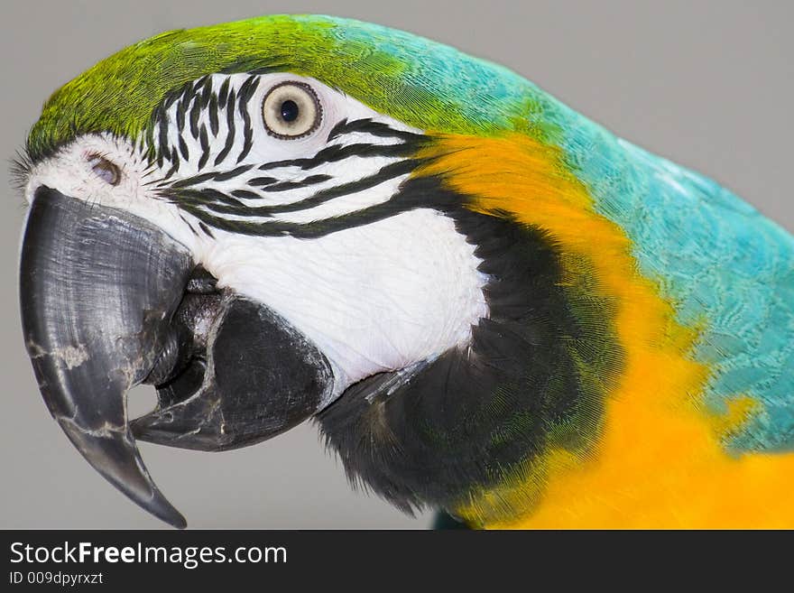 A closeup of the head of a macaw. A closeup of the head of a macaw