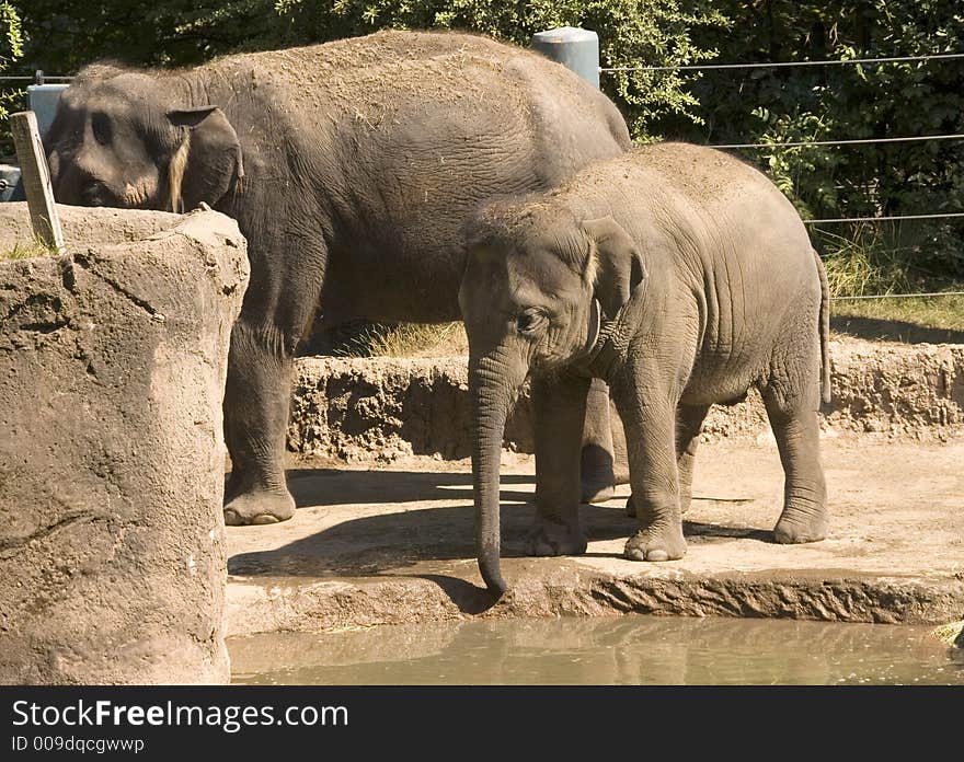 Baby elephant at water hole with mother