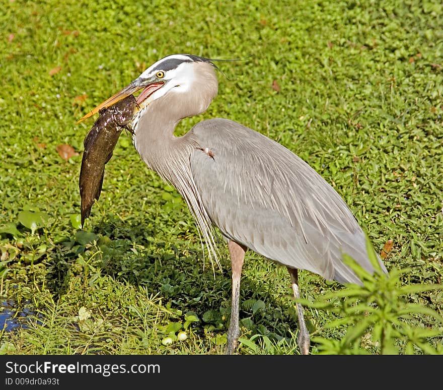 Great Blue Heron with catfish