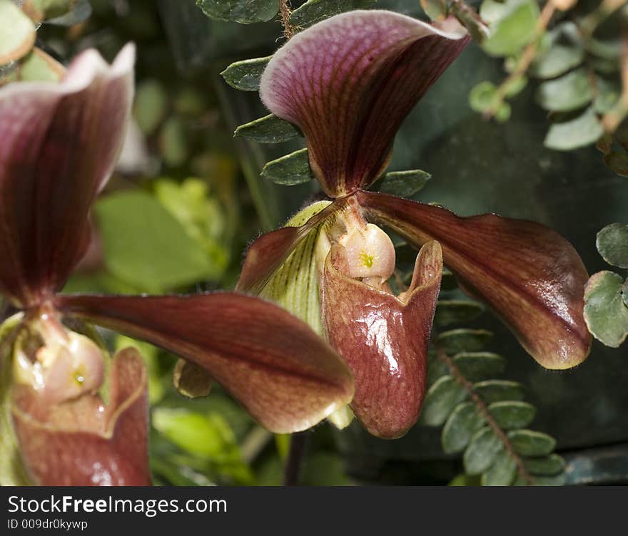 Lady slipper orchid close up