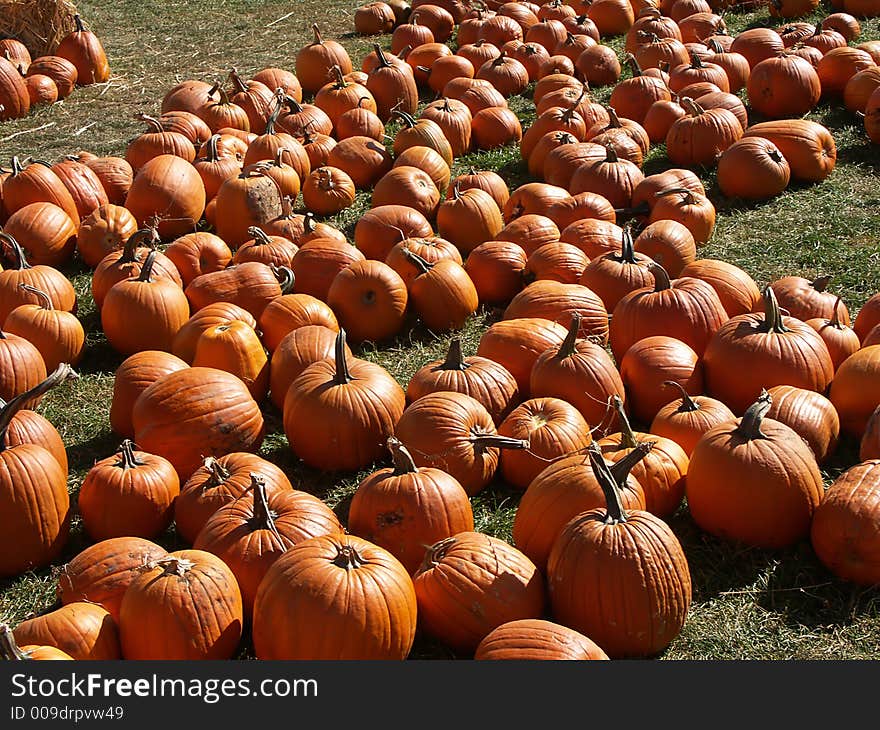 Group of pumpkins in a field. Group of pumpkins in a field