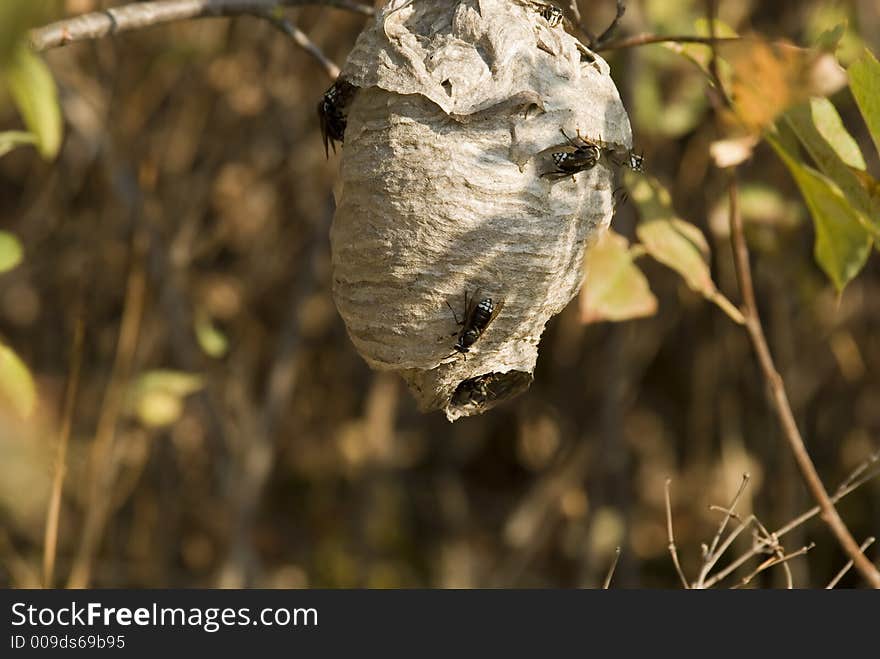 Wasp or hornets nest close up. Wasp or hornets nest close up