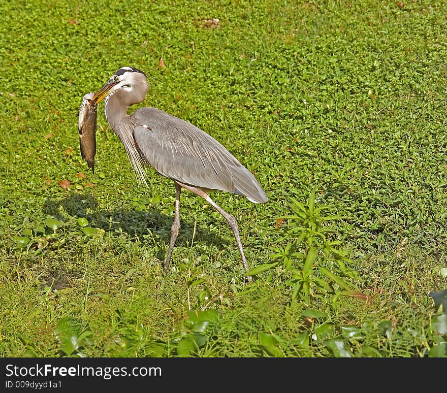 This heron carried this catfish around for about 30 minutes gumming and stabbing it around the head before he gulped it down. Taken on the bank of the St. Johns River near DeLand, Florida. This heron carried this catfish around for about 30 minutes gumming and stabbing it around the head before he gulped it down. Taken on the bank of the St. Johns River near DeLand, Florida