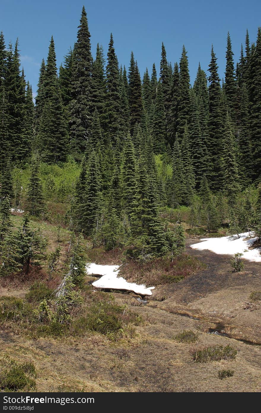 Meadow along the High Lakes Trail - Mount Rainier National Park. Meadow along the High Lakes Trail - Mount Rainier National Park