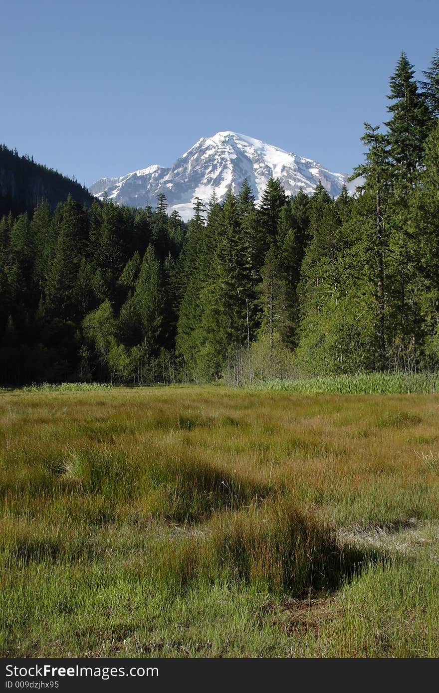 Longmire Meadow