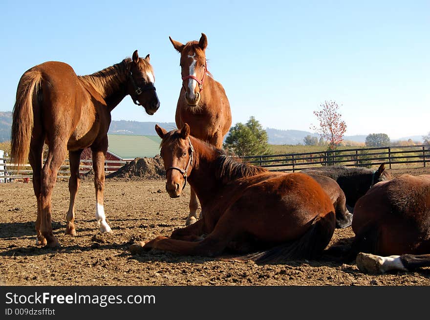 Horses relaxing and resting in paddock area outside. Horses relaxing and resting in paddock area outside