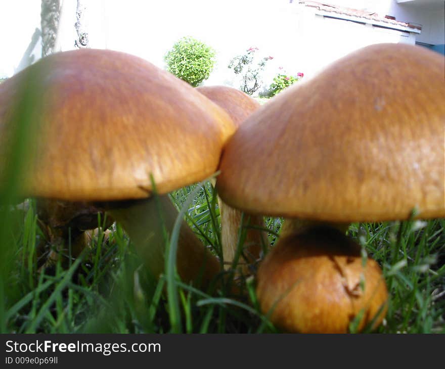 Beautiful wild fungi of the Argentine meadows. Beautiful wild fungi of the Argentine meadows