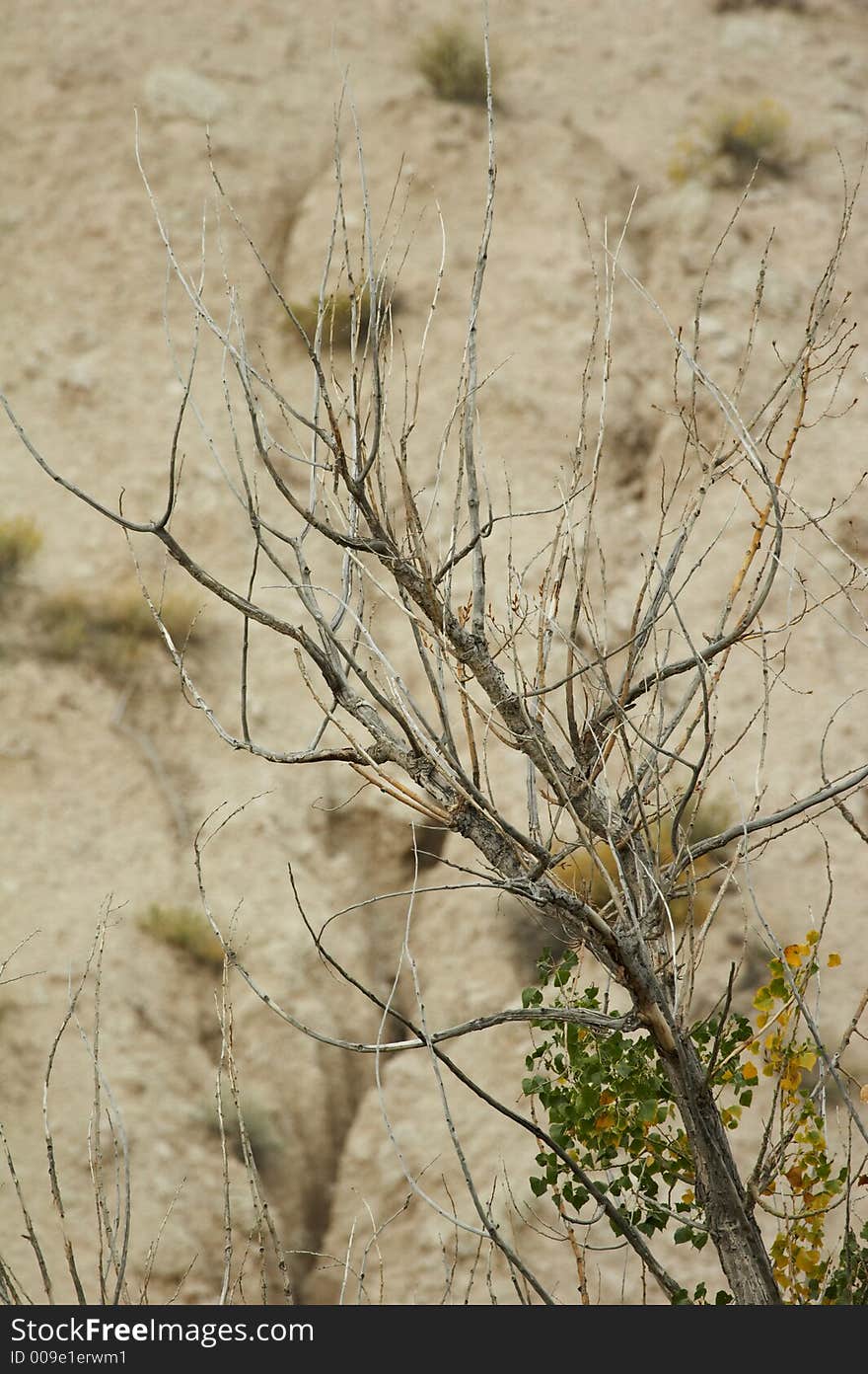 Small naked branch in badlands - portrait format. Small naked branch in badlands - portrait format