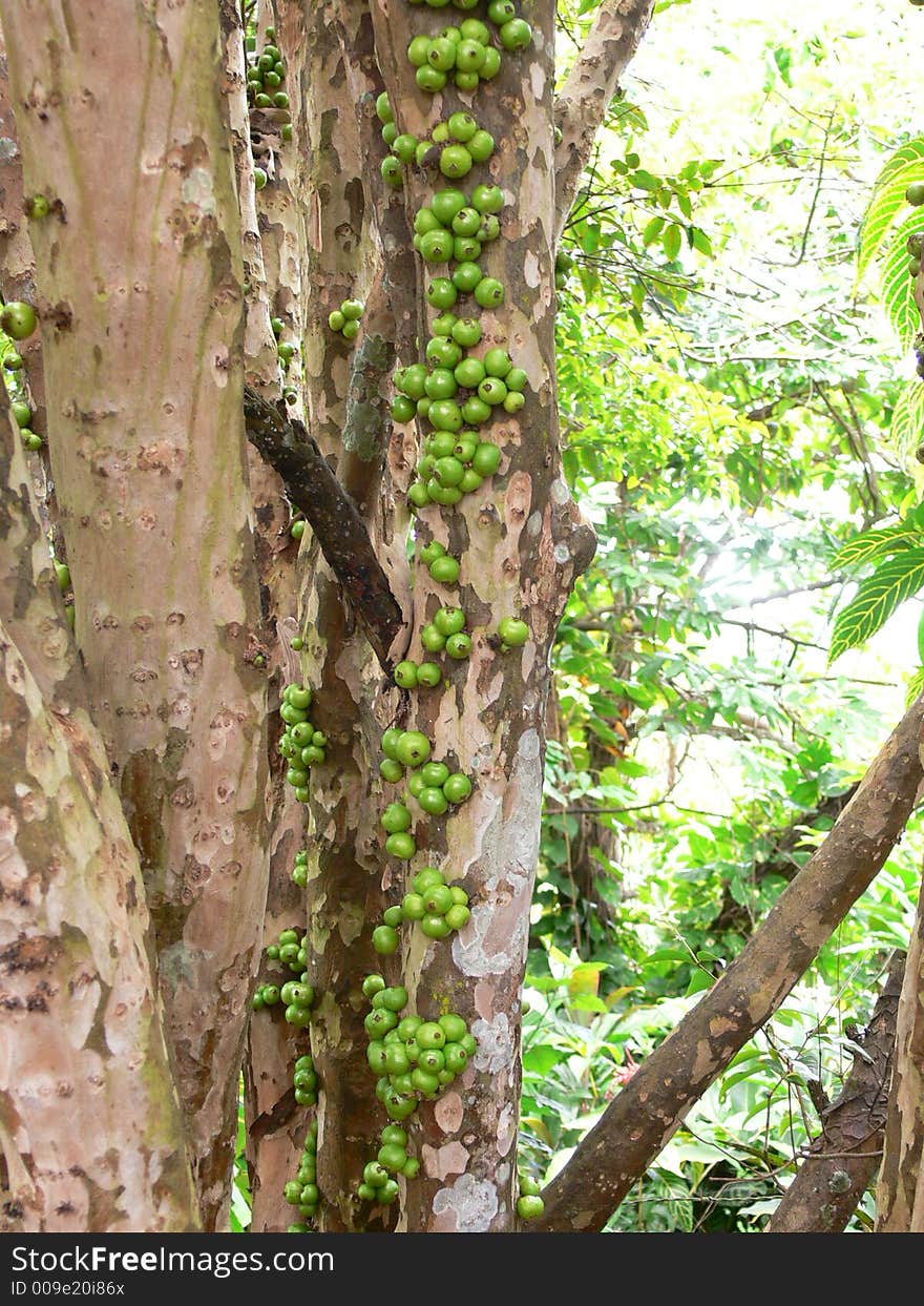 Ripe Brasilian Blue Berries (not blue yet)- We call Jaboticaba. Ripe Brasilian Blue Berries (not blue yet)- We call Jaboticaba