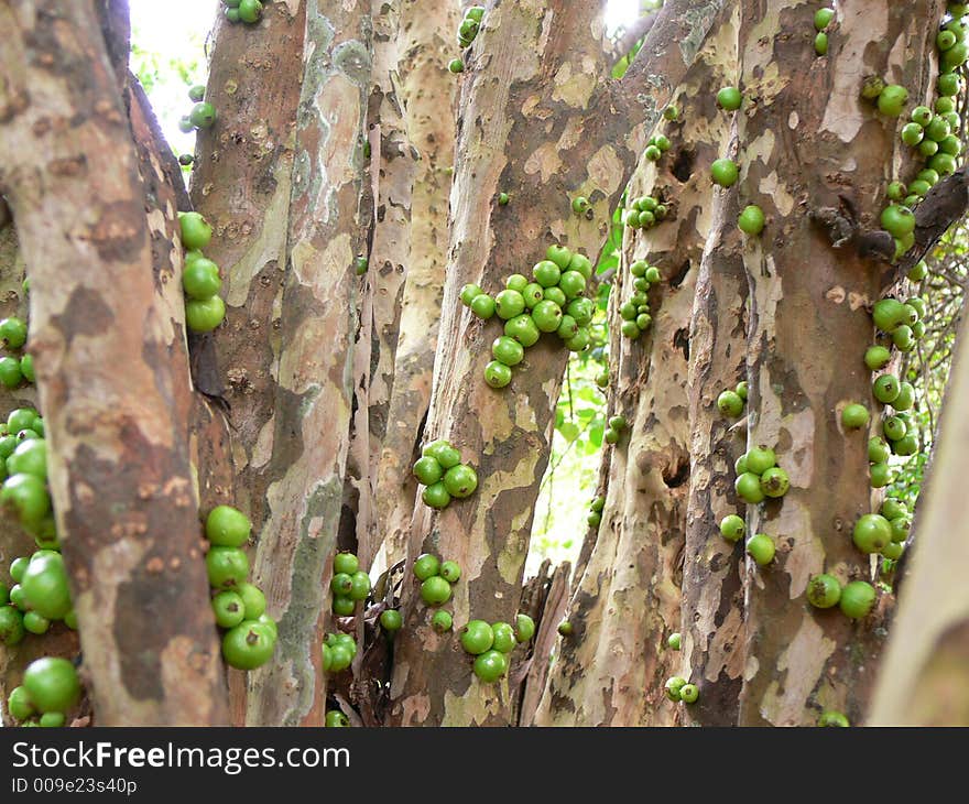 Ripe Brasilian BLue Berries (not blue yet)- We call Jaboticaba. Ripe Brasilian BLue Berries (not blue yet)- We call Jaboticaba