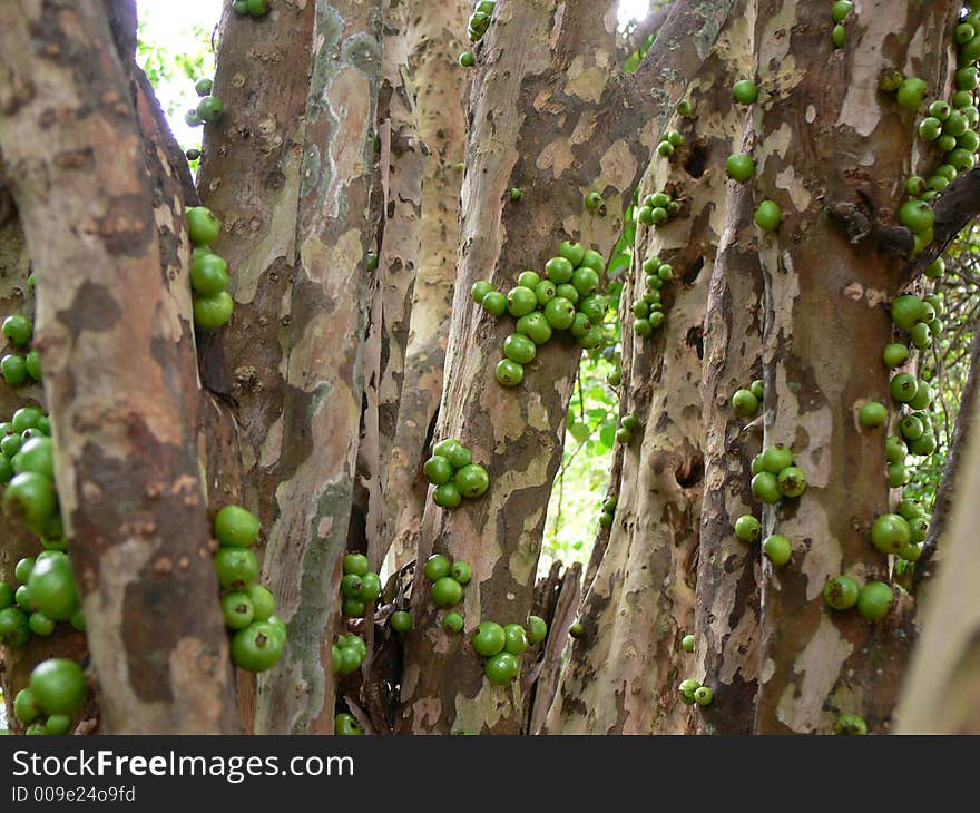 Ripe Brazilian BLue Berries (not blue yet)- We call Jaboticaba. Ripe Brazilian BLue Berries (not blue yet)- We call Jaboticaba