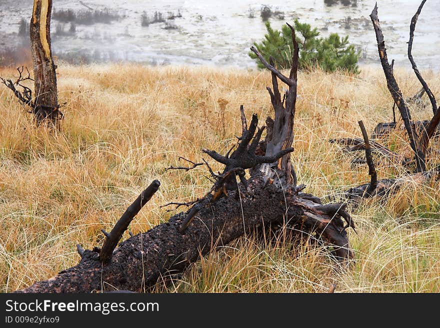 Festered trunk in yellowstone national park