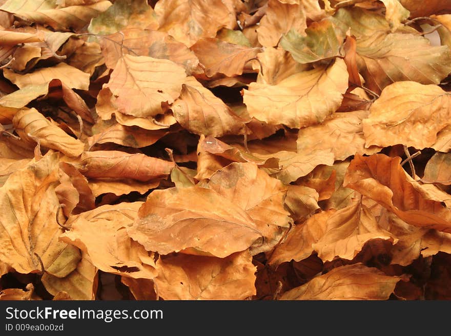 Autumn Leaves