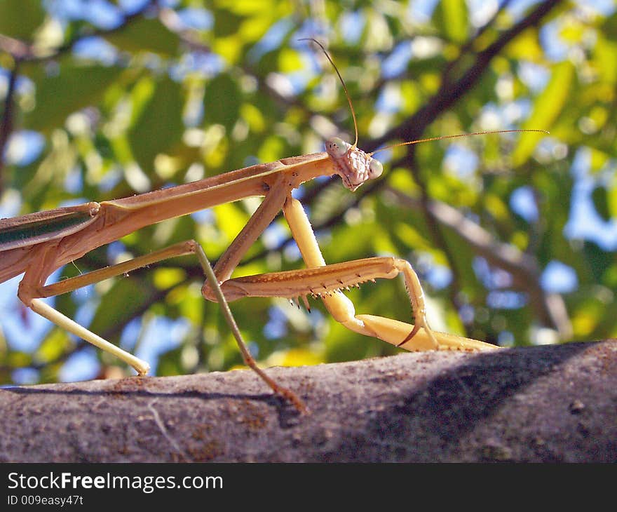 Praying mantis