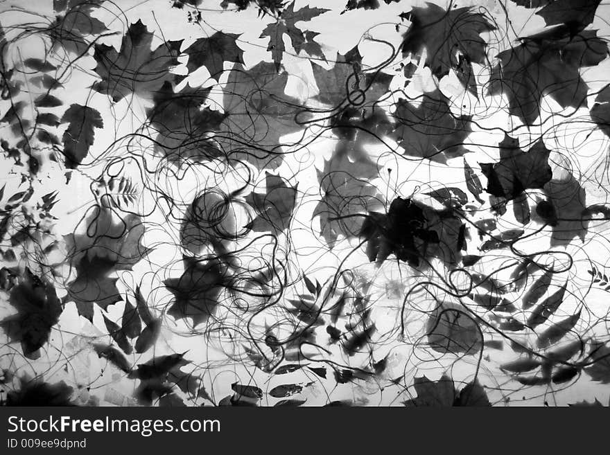 Autumn foliage on a transparent net. Autumn foliage on a transparent net